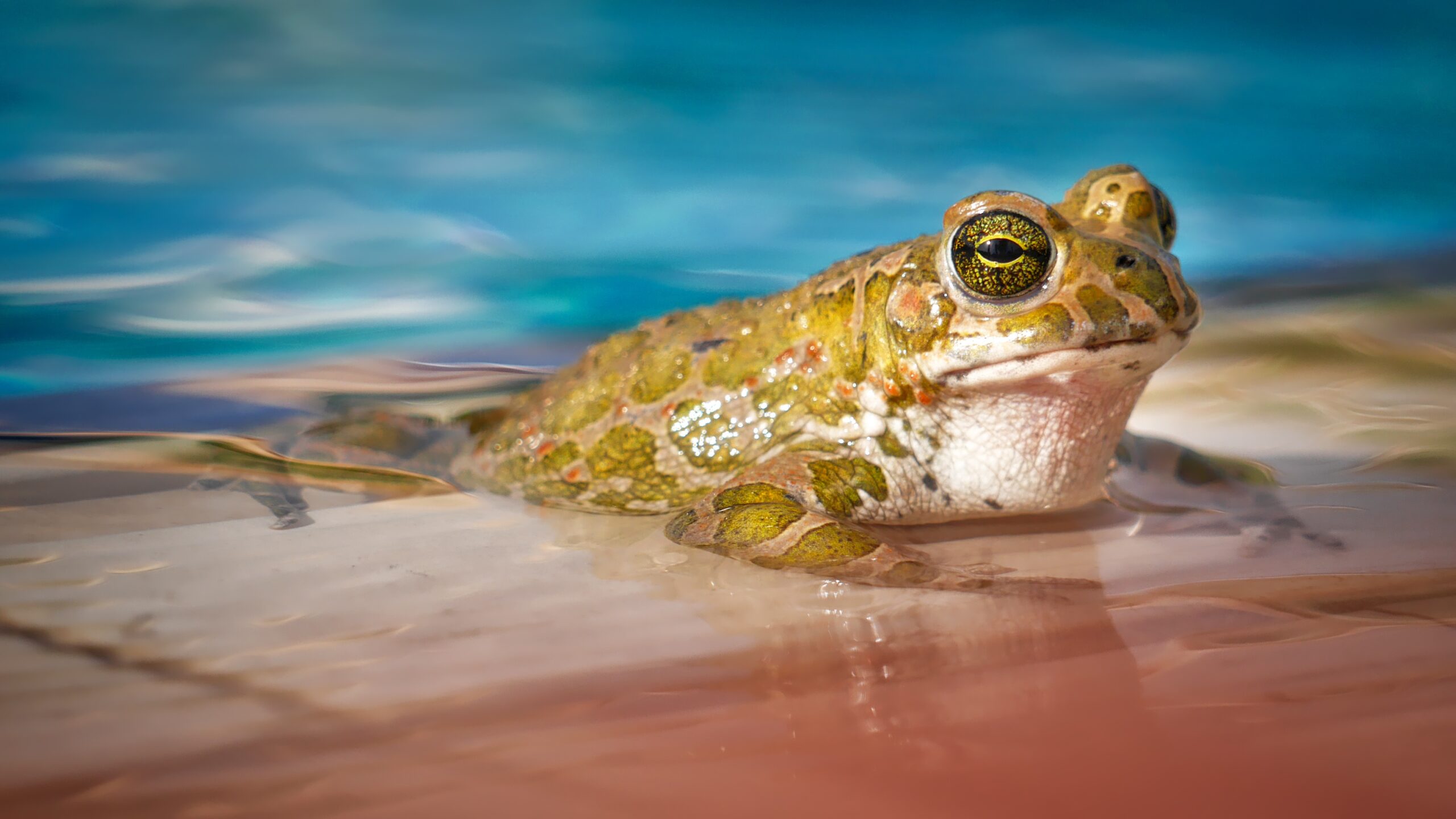 frog in swimming pool